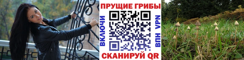 мега зеркало дарк нет какой сайт Галлюциногенные грибы Cubensis Аша